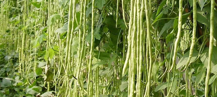 大棚豆角怎样冲水溶肥？浓度多少合适？