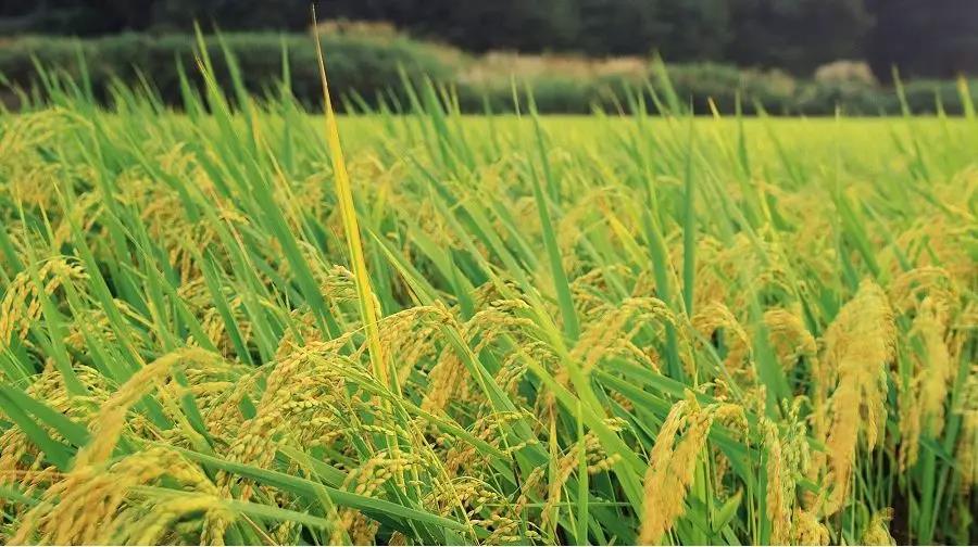 施用化肥应防止什么